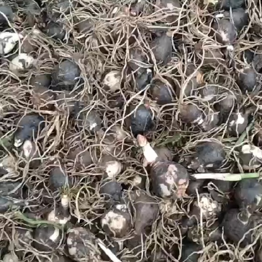 风雨兰，韭兰现货10吨，有需要可以联系我