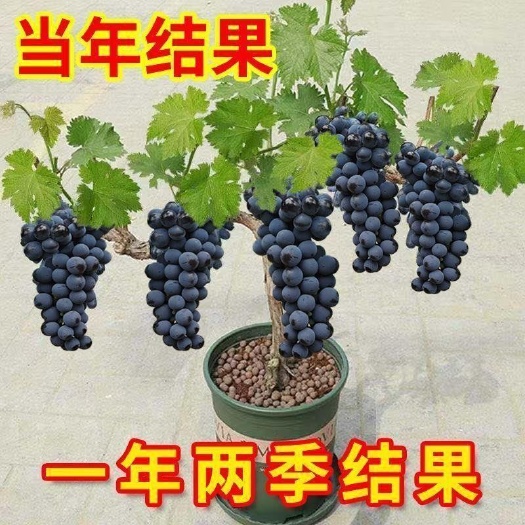 丽江 厦黑葡萄苗\