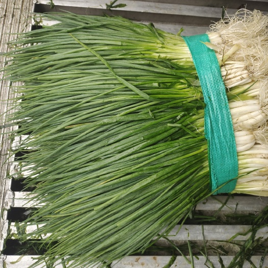 上海无染色小葱，超市加工厂、食品厂，食堂优先供货，