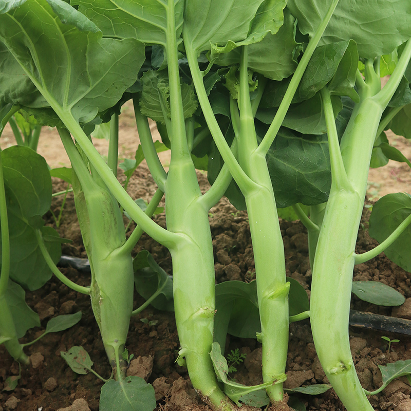 建瓯市芥兰种子蔬菜青菜种籽粗经菜心海南鸡腿芥蓝种子阳台盆栽四季播孑