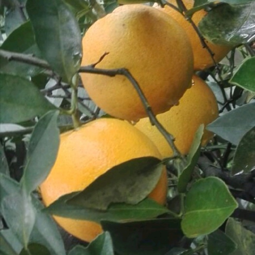 新宁县纽荷尔脐橙 脐橙