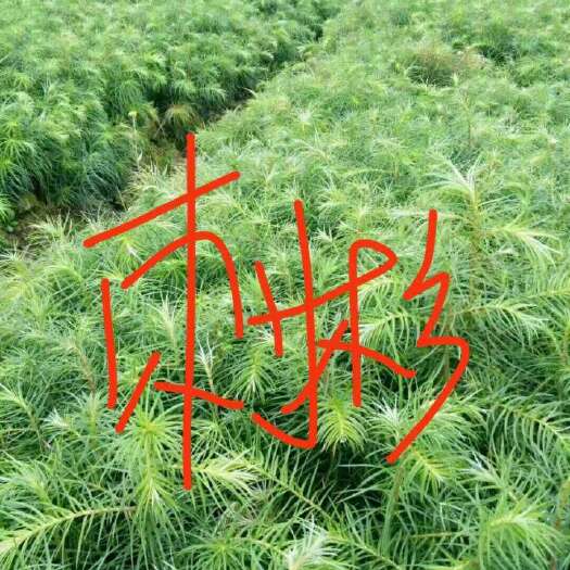 杉树苗,优质种苗,适应荒山造林,易成活率高,木材用于造建房