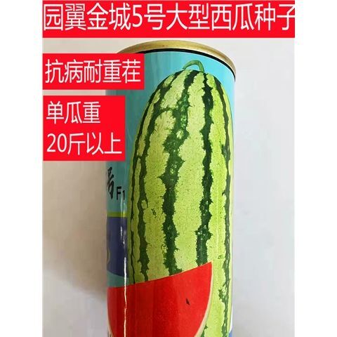 沭阳县金城五号西瓜种子 金城5号大西瓜种子特大西瓜抗病高产耐重茬不