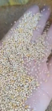 忻州黄大豆 黄豆