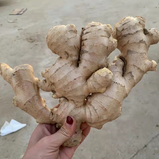 行唐县面姜 好货，产地直销，精品生姜，一手货源，大量上市，诚信经营。