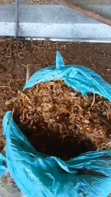 临洮县 玉米秸秆青贮饲料