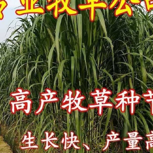 沭阳县正宗巴西红象草种节产地现割现发高产青饲牧草种节牲畜鱼虾专用