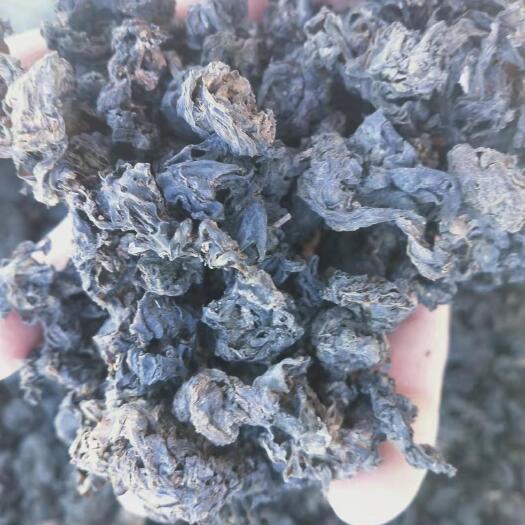 海原县 天然野生地皮菜（毛货一等一）
