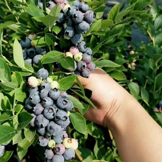 泰安薄雾蓝莓苗/组培脱毒三年蓝莓苗根系发达基地直销优质苗死苗补