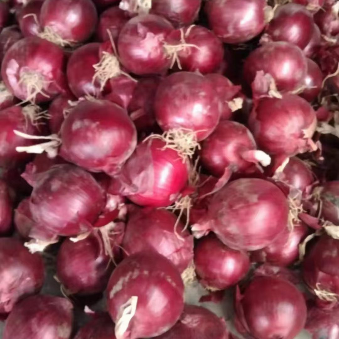 沂水縣紅皮洋蔥 大紅，二紅，洋蔥可供電商，超市幾各大批發市場