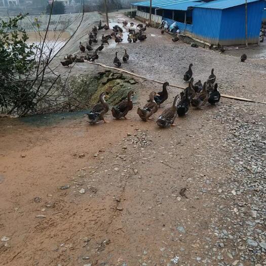 衡南县 62天大种肉麻鸭