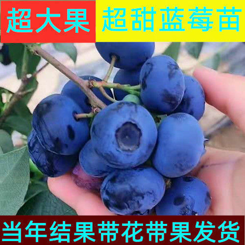 平邑县奥尼尔蓝莓苗 带原土发货 品种齐全 全国包邮