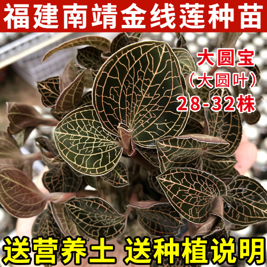  金线莲苗 福建南靖新鲜金线莲种苗种子鲜品盆栽盆景可吃可种