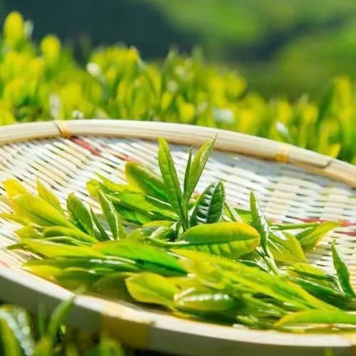 厦门毛尖茶 高山茶叶，绿茶，红茶，手工茶叶。农家茶叶，自家炒的茶