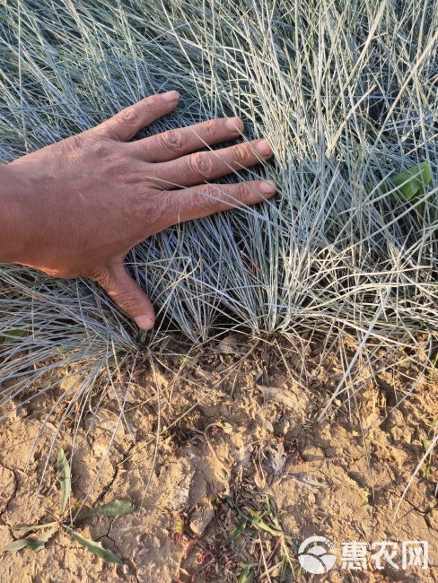 蓝羊茅价格 蓝羊茅产地 工程绿化用蓝羊茅 蓝羊茅出售