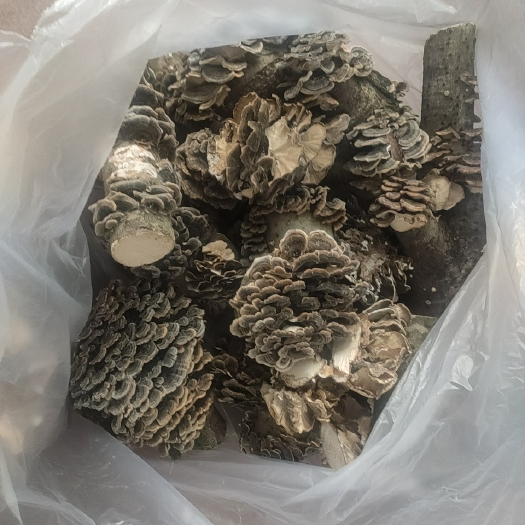 博罗县白底云芝 摆件 2022.1月采精选洋紫荆桂木无腐坏品晒干