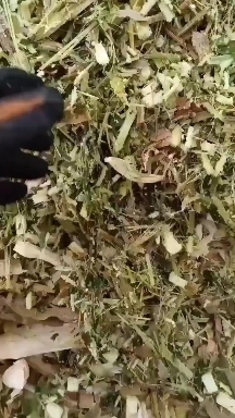 临洮县 玉米秸秆青贮饲料