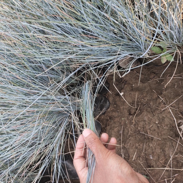 蓝羊茅价格 蓝羊茅产地 工程绿化用蓝羊茅 蓝羊茅出售