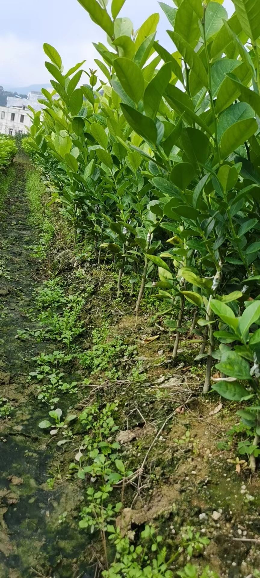 广东香水柠檬苗大苗一年开花结果 大量供应