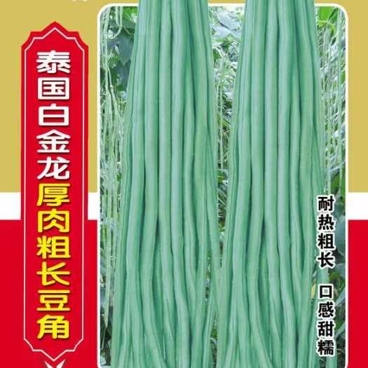 东方市豆角种子 泰国白金龙厚肉粗长豇豆种子，豆荚长直美观，口感甜糯
