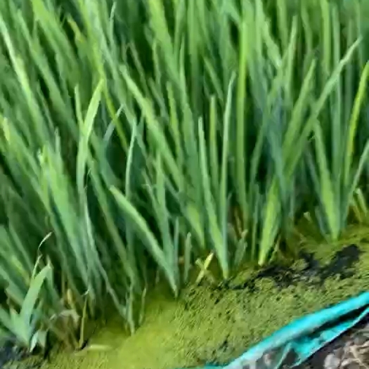 安新县黄菖蒲