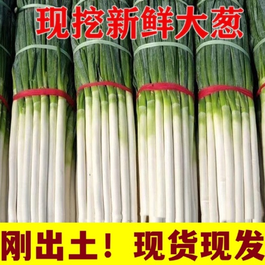 亳州大葱 净葱 安徽省亳州市谯城区 