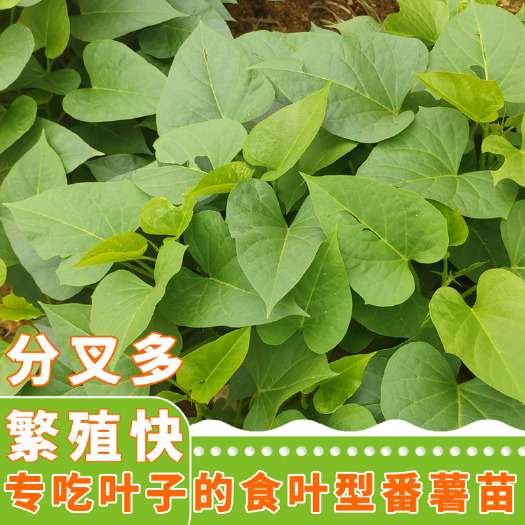 建瓯市台农71食叶型红薯叶苗，番薯叶苗，专吃叶品种，苕尖，多年生菜