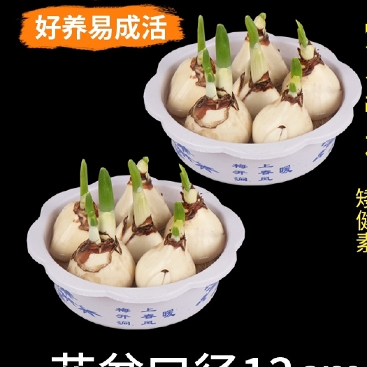 漳州水仙花盆栽5.5号盆漳州水仙花盆栽春节摆地摊经典种球南北