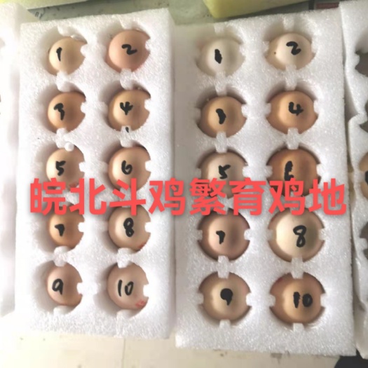 亳州普通鸡蛋 越南鬼子鸡鸡蛋可孵化授精种蛋泰国剑尾盖沙缅甸中原打比赛小鸡