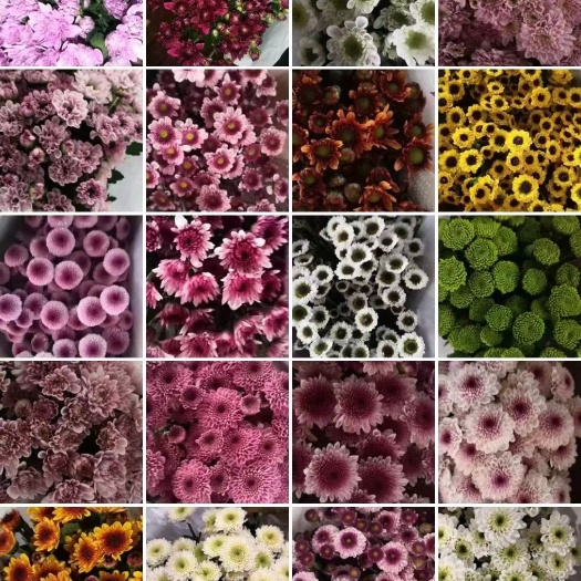 广州雏菊 小菊
