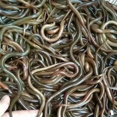 铜仁黄鳝苗，正大九号黄鳝苗，欢迎订购