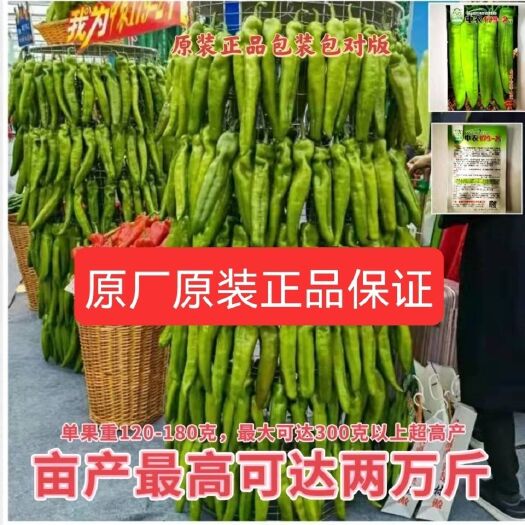 沭阳县牛角椒种子中农179-2辣椒种子早熟高产抗病耐寒热特大果牛