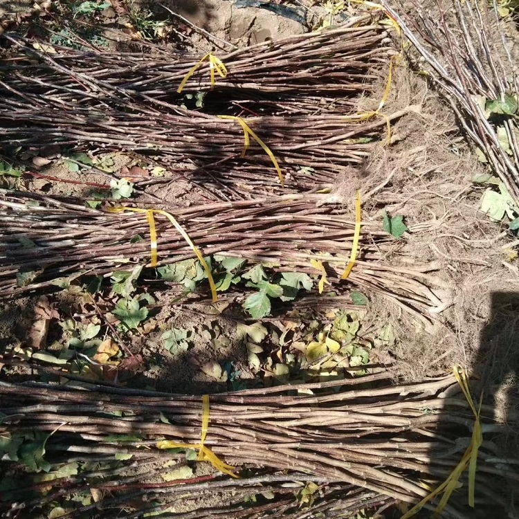 山楂苗 大磨盘山楂树苗 辽宁山楂苗 保证品种 包技术管理