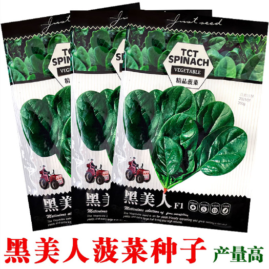 济南大叶菠菜种子 夏季黑美人菠菜种子秋季墨绿色大圆叶菠菜籽耐热性