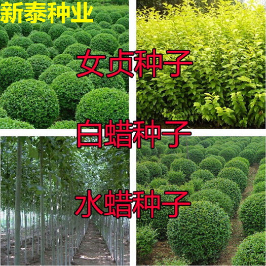 沭阳县女贞树种子  小叶女贞种子大叶女贞种子工程绿化护坡种子实体经