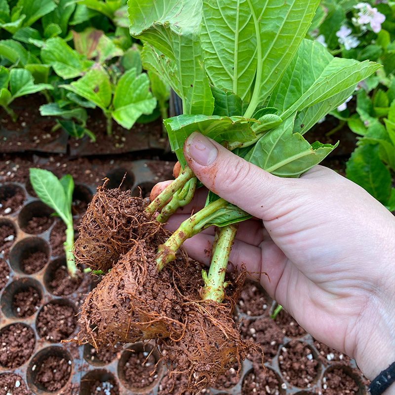 法国绣球 绣球花苗，八仙花苗四季开花耐寒好养活。