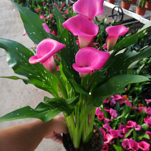 缺色优惠【彩色马蹄莲】带花发货荷兰种基地直销室内阳台绿