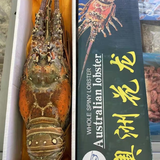 青岛古巴大龙虾