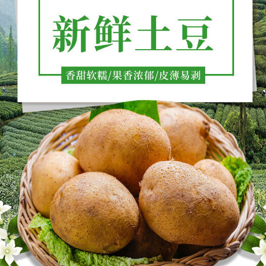 遵义黄皮黄心土豆