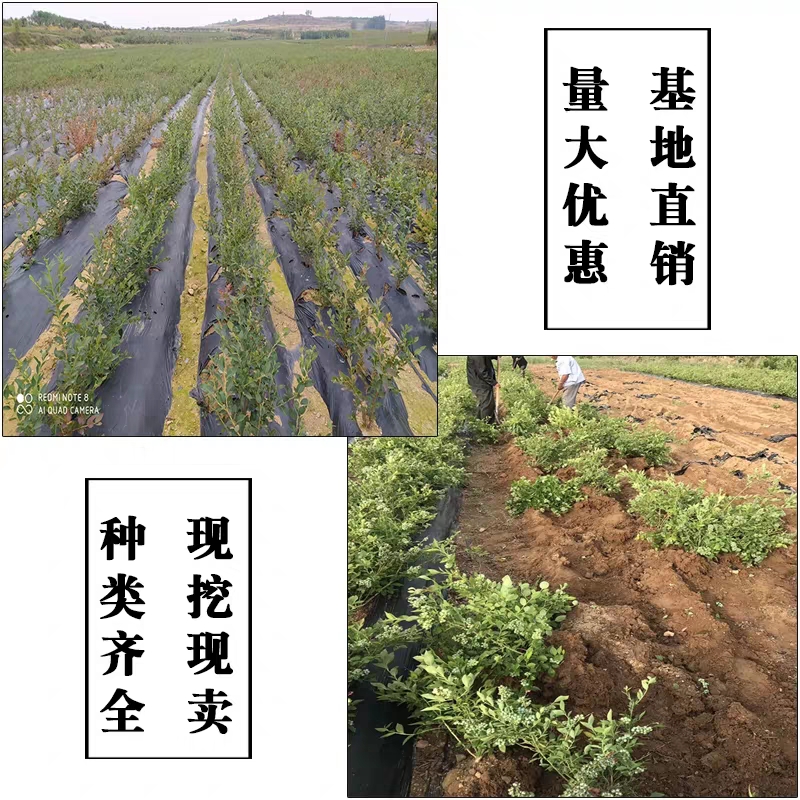 奥尼尔蓝莓苗 带原土发货 品种齐全 全国包邮