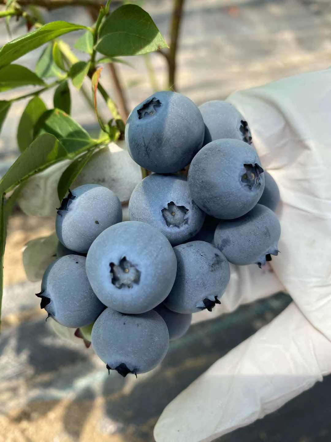 奥尼尔蓝莓苗 带原土发货 品种齐全 全国包邮