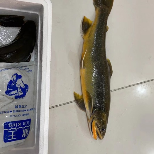 延吉市 延边长白山花羔红点鲑