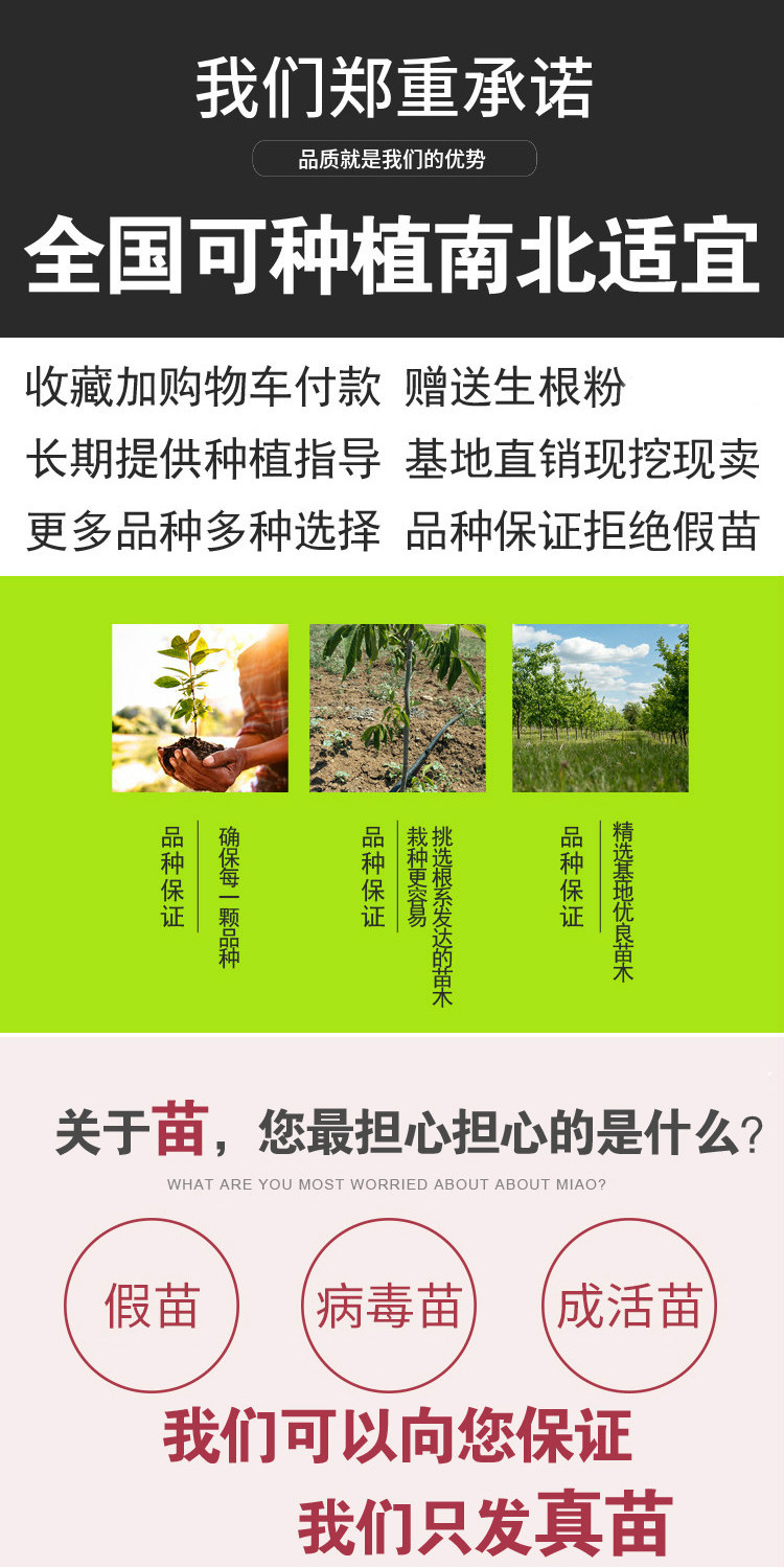 山楂苗 大磨盘山楂树苗 辽宁山楂苗 保证品种 包技术管理