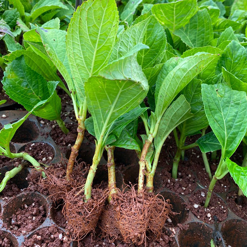 法国绣球 绣球花苗，八仙花苗四季开花耐寒好养活。