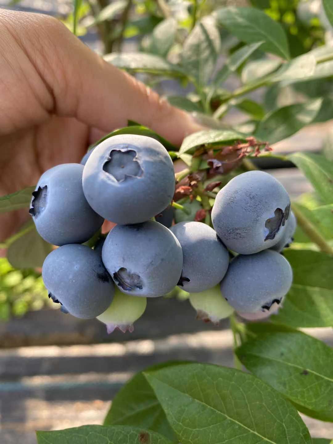 奥尼尔蓝莓苗 带原土发货 品种齐全 全国包邮