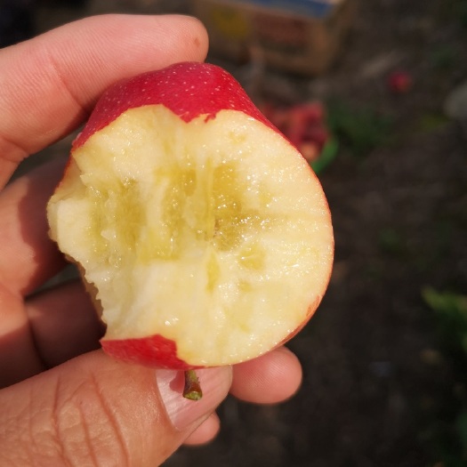 营口牛奶苹果树苗 耐寒牛奶果树苗 苹果苗 高产品种 树苗现起现