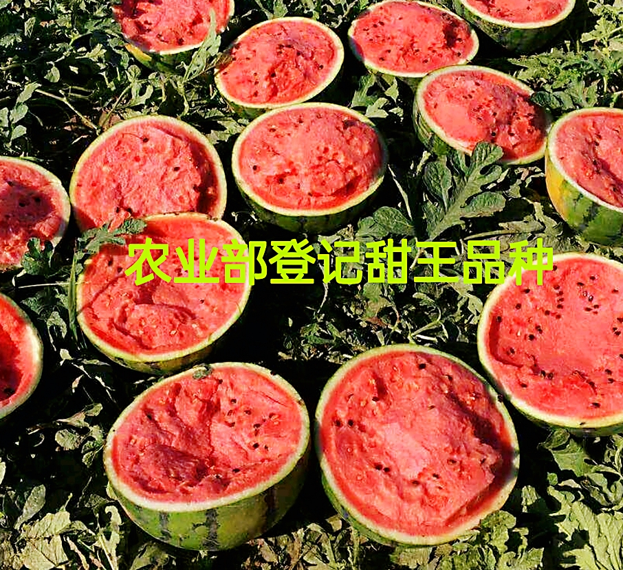 农业部登记花籽甜王西瓜种子高产西瓜种子超甜西瓜种子大西瓜种子