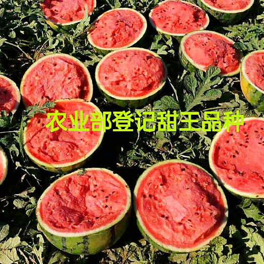 农业部登记花籽甜王西瓜种子西瓜种子甜度高西瓜种子大西瓜种子