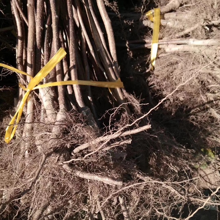 山楂苗 大磨盘山楂树苗 辽宁山楂苗 保证品种 包技术管理