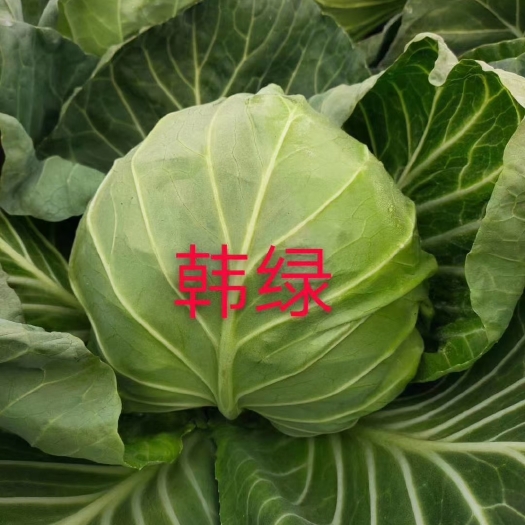 寿光市包菜苗甘蓝苗大头菜卷心菜冬绿春早冬绿春甘韩绿品种种苗供应